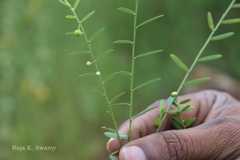 Phyllanthus virgatus
